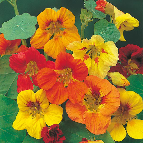 Nasturtium 