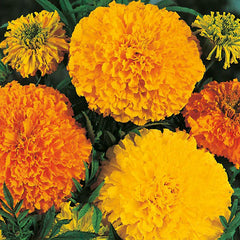 African Marigold 