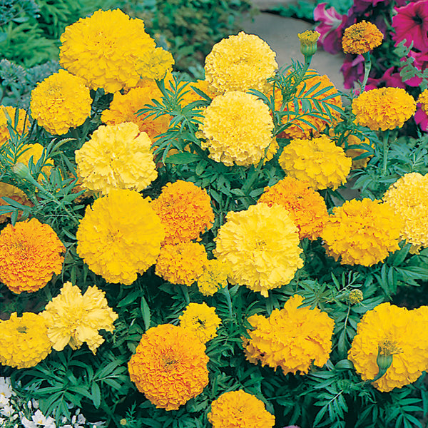 African Marigold 