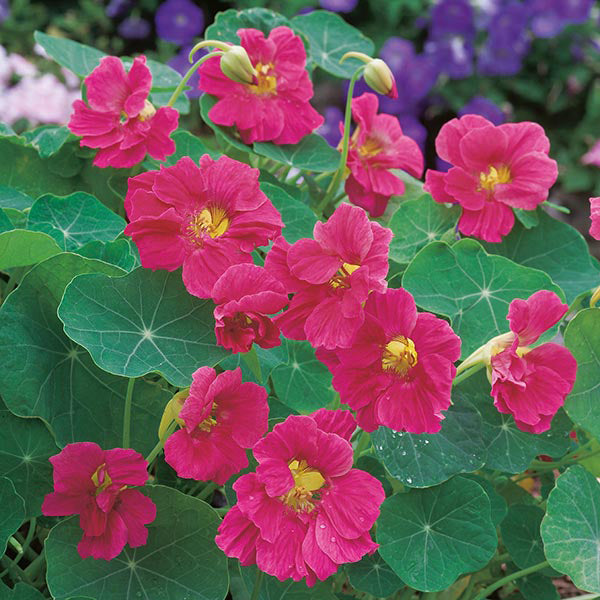 Nasturtium 