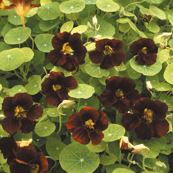 Nasturtium " Black Velvet " Exotic 5 Flower Seeds