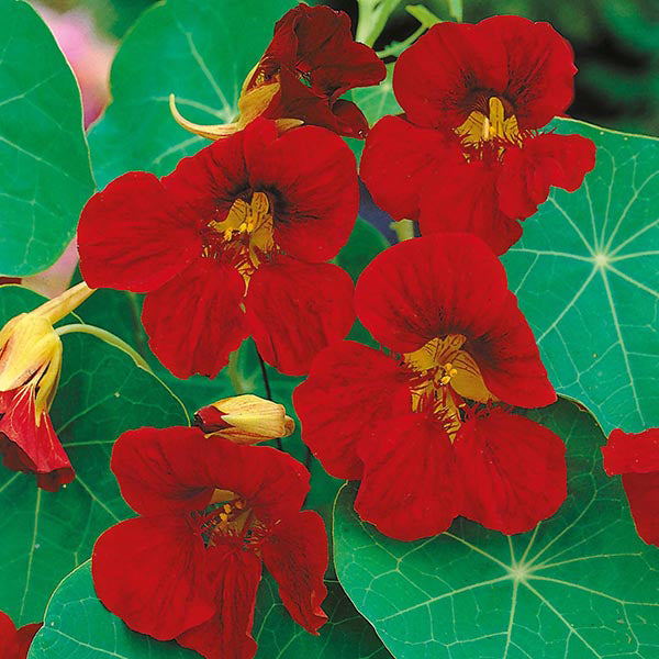 Nasturtium " Tip Top Velvet " Exotic 5 Flower Seeds