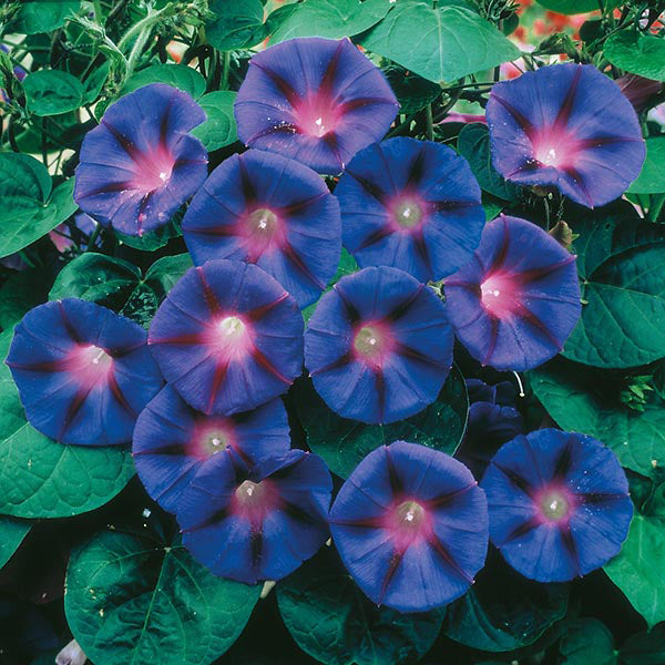 Morning Glory " Grandpa Otts  " Exotic 10 Flower Seeds