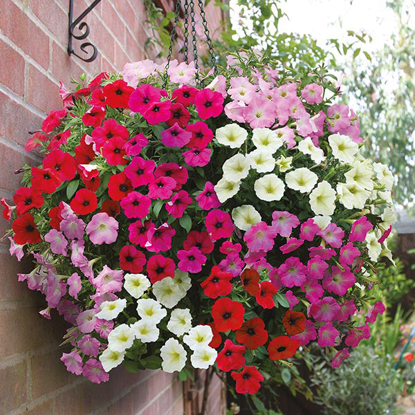 Petunia " Rapide Mixed " Exotic 100 Flower Seeds