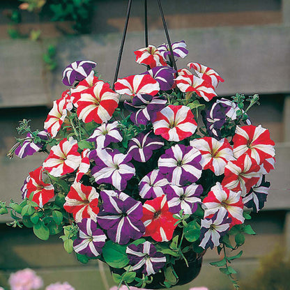 Petunia " Stars & Stripes Mixed " Exotic 100 Flower Seeds