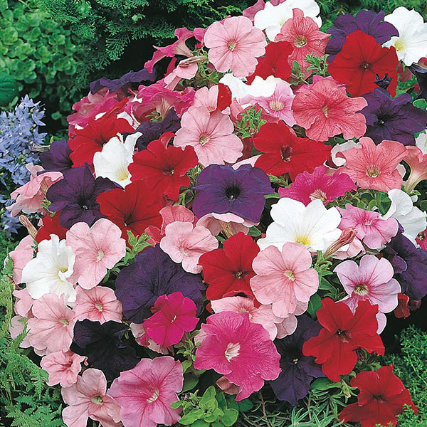 Petunia 