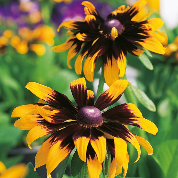 Rudbeckia 