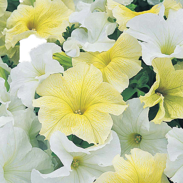 Petunia 