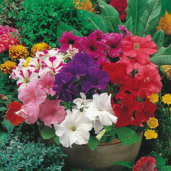 Petunia 
