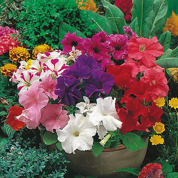 Petunia " Grandiflora Mixed " Exotic 100 Flower Seeds