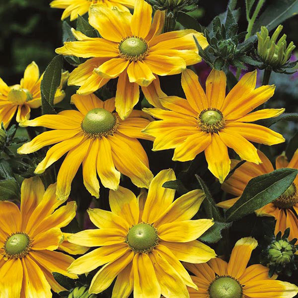 Rudbeckia 