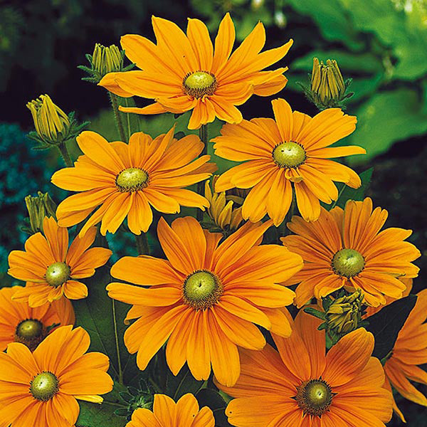 Rudbeckia " Irish Spring " Exotic 30 Flower Seeds