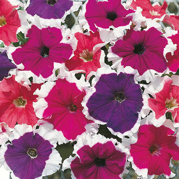 Petunia " Frost Mixed " Exotic 100 Flower Seeds