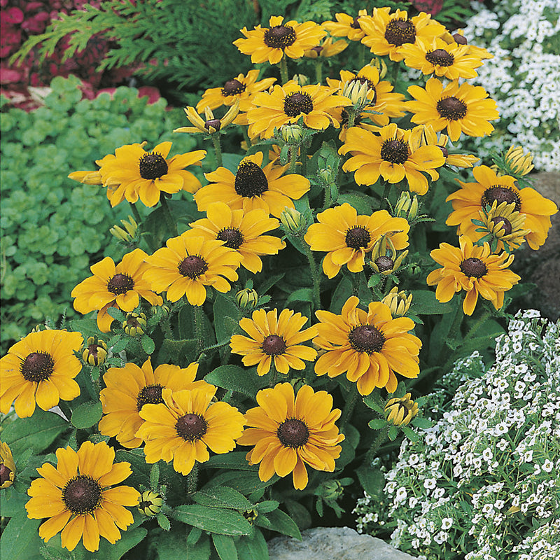 Rudbeckia " Toto " Exotic 30 Flower Seeds