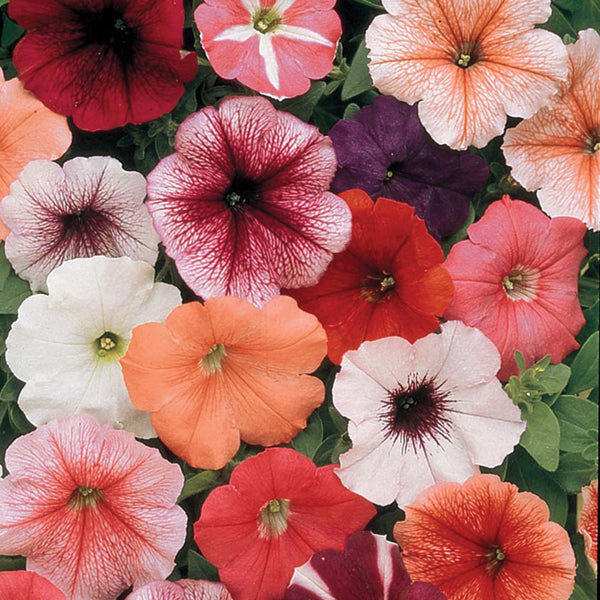 Petunia 