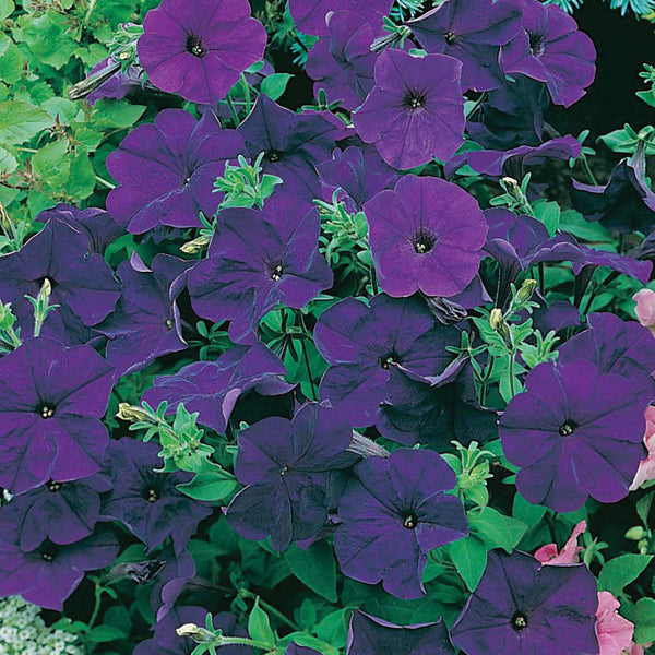 Petunia " Mirage Midnight " Exotic 100 Flower Seeds