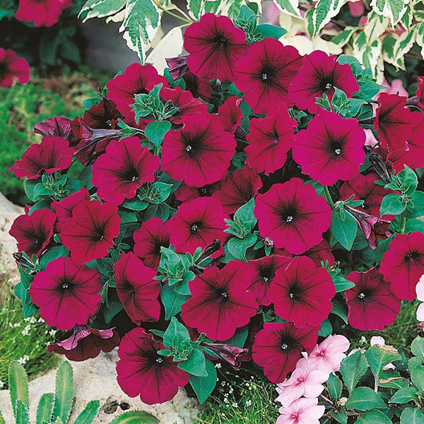 Petunia 