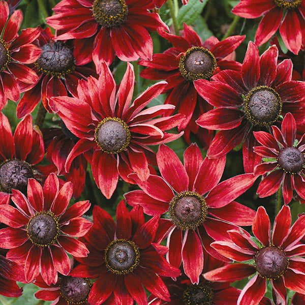 Rudbeckia 