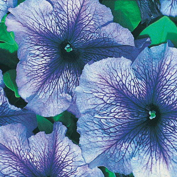 Petunia 