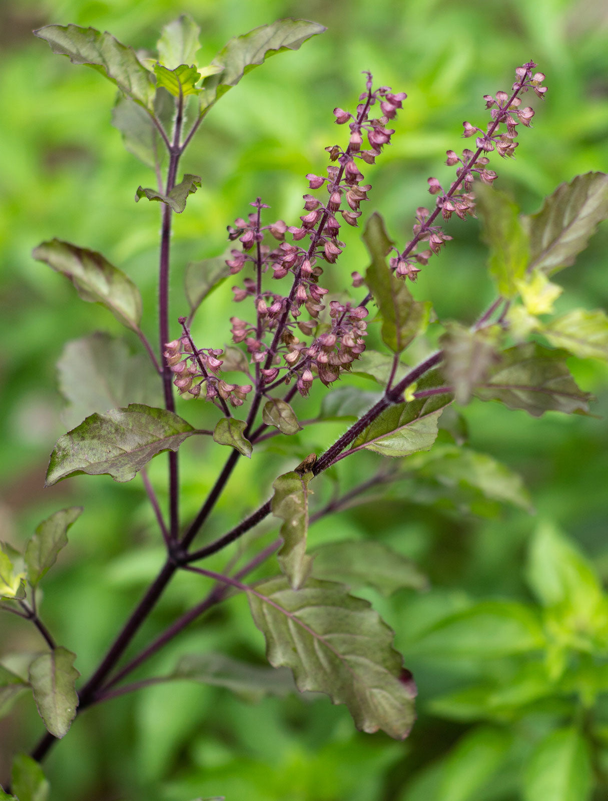 Thulasi ( Ocimum sanctum ) Medicinal Plant