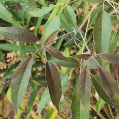 Karunochi ( Vitex negundo ) Medicinal Plant