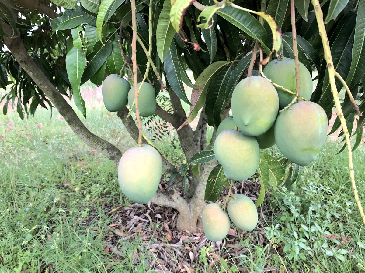 Mango - Benganapalle Mango Exotic Fruit Plant