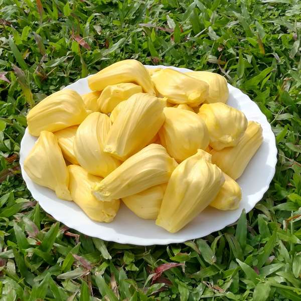 Hybrid Jackfruit - Malaysian J-33 Jackfruit Exotic Fruit Plant