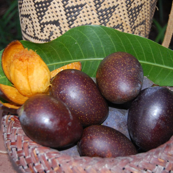 Mango - Black Stone - Fruit Plant