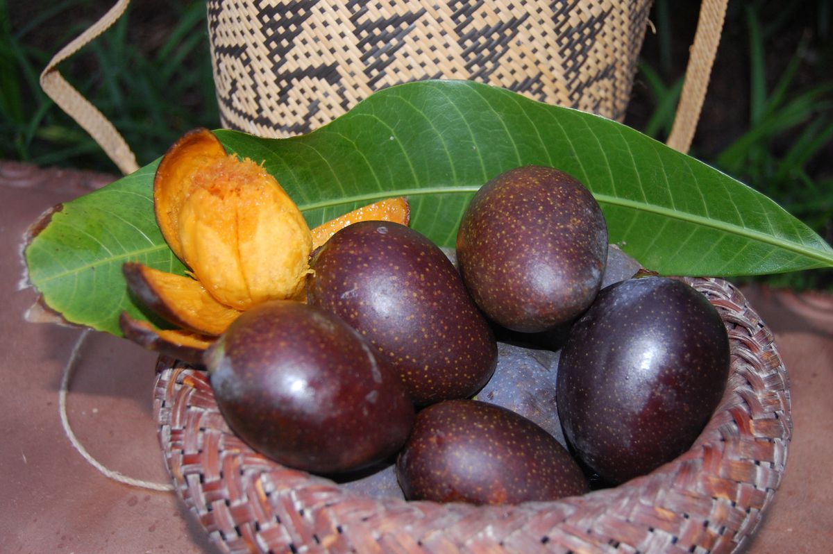 Mango - Black Stone Mango Exotic Fruit Plant