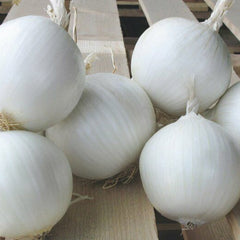 Onion 