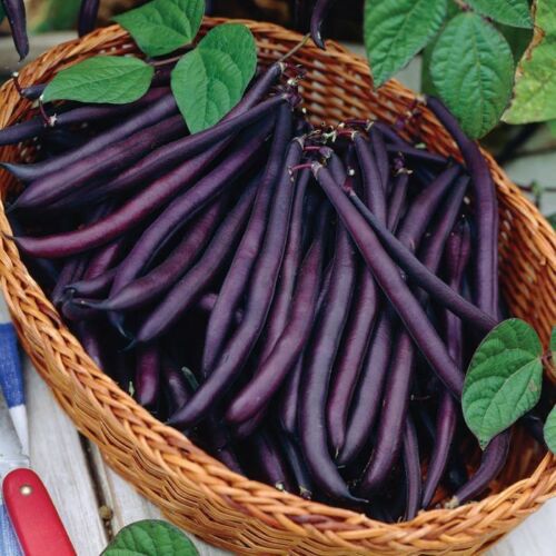 French Bean 