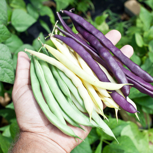 French Bean 