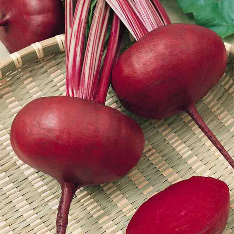Beet Root 