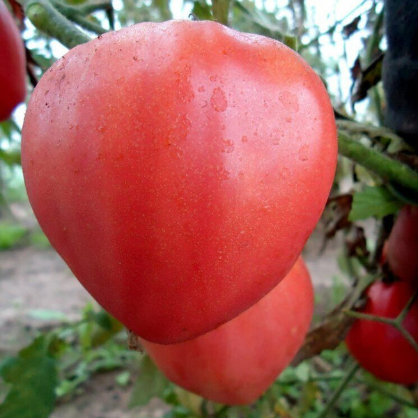 Tomato 