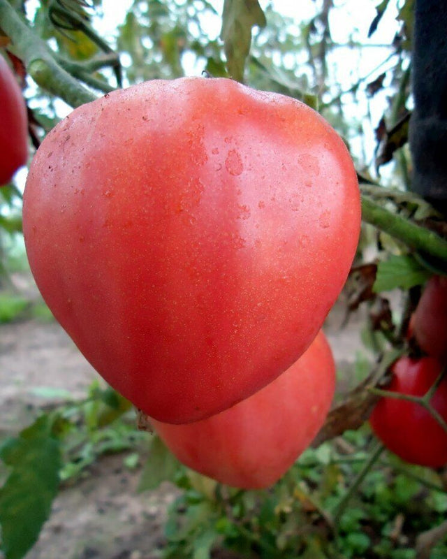 Tomato 