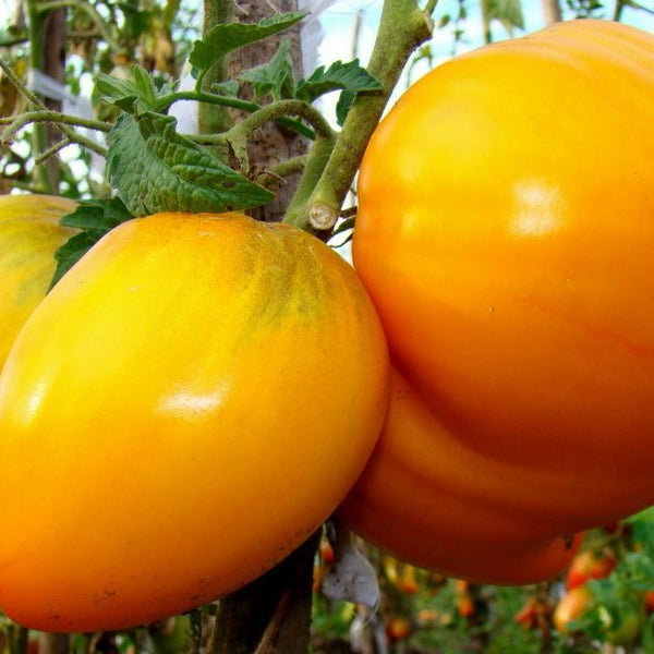 Tomato 