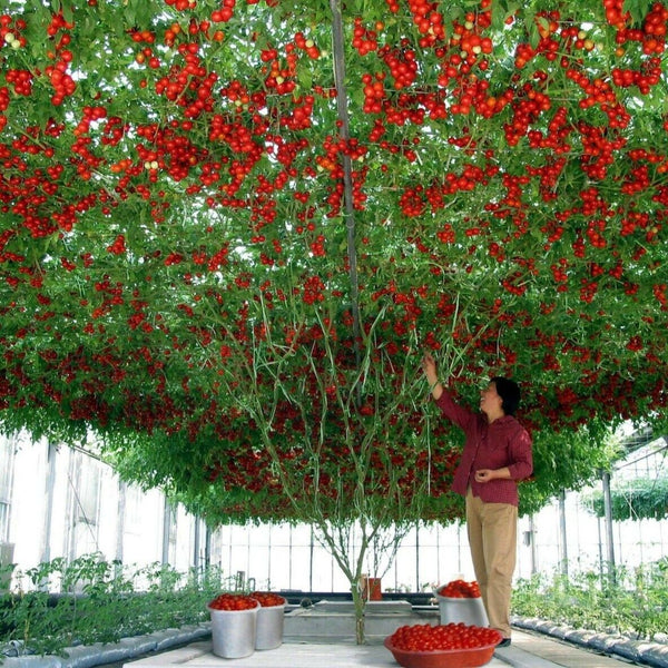 Tomato 