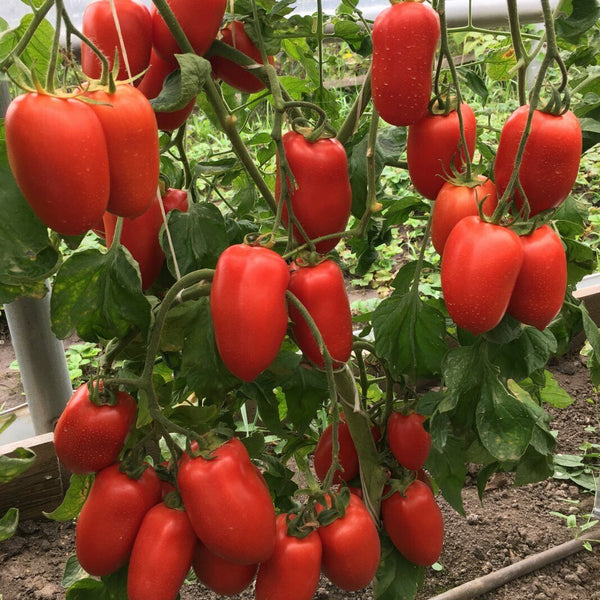 Tomato 