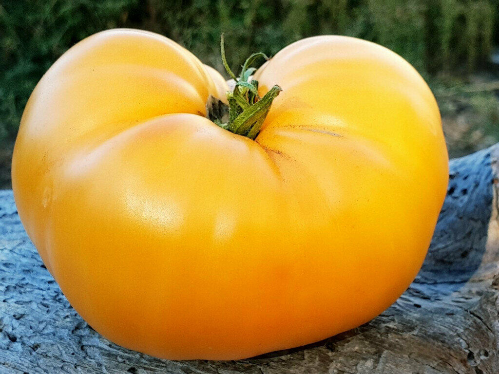 Tomato " Giant Lemon  " Exotic 100 Vegetable Seeds