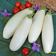 Eggplant 