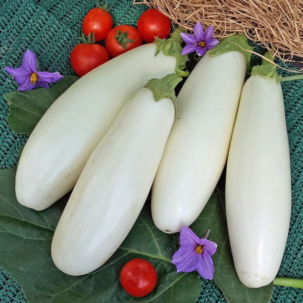Eggplant 