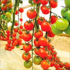 Tomato 