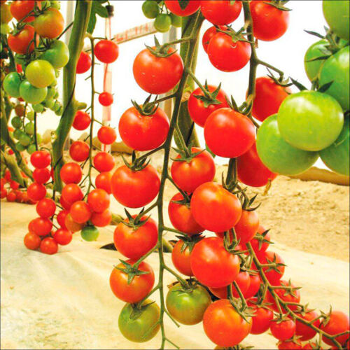 Tomato 