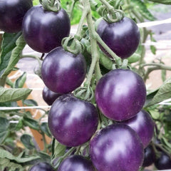 Tomato 