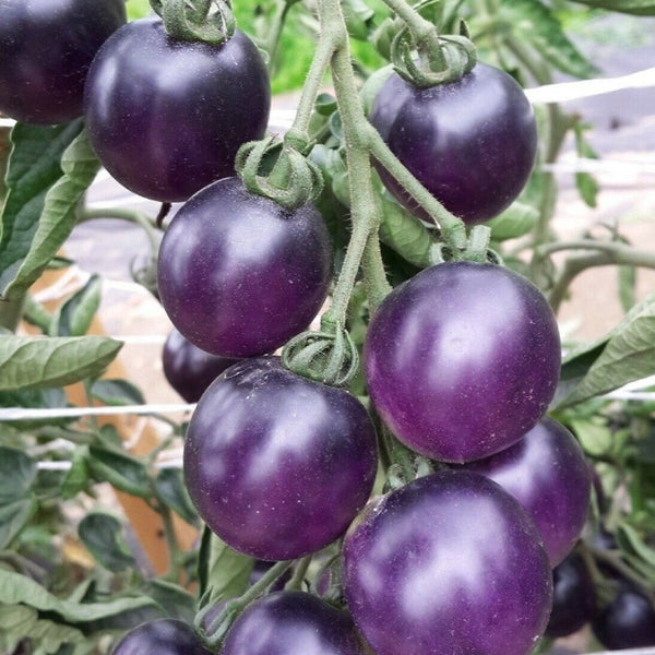 Tomato 