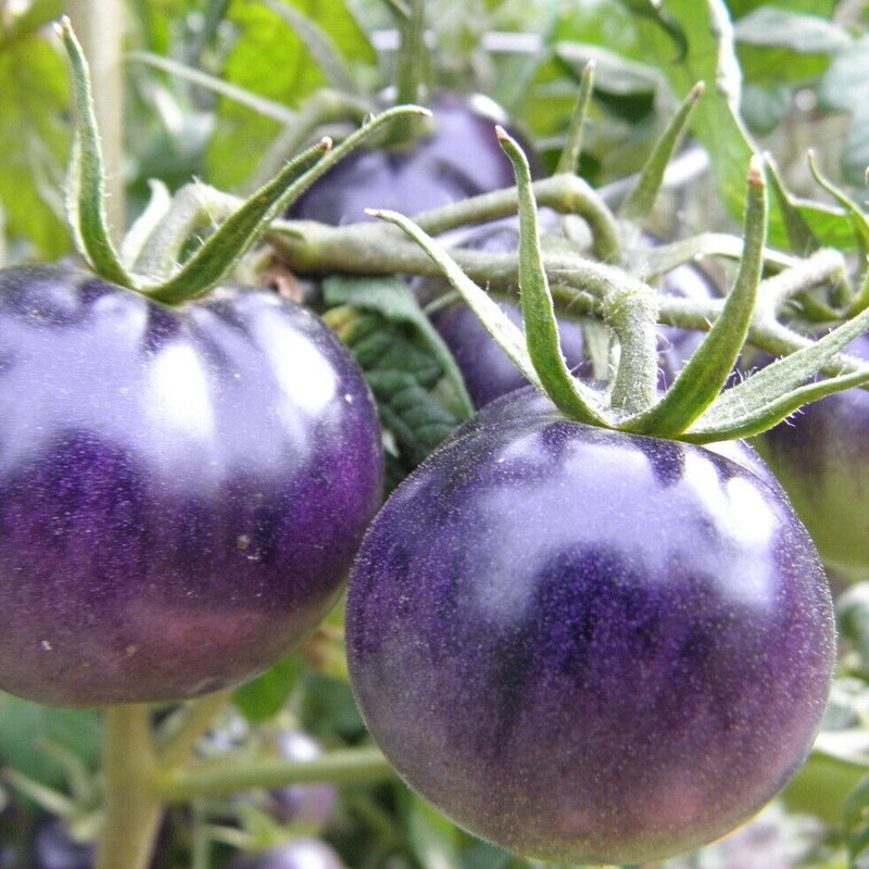 Tomato 