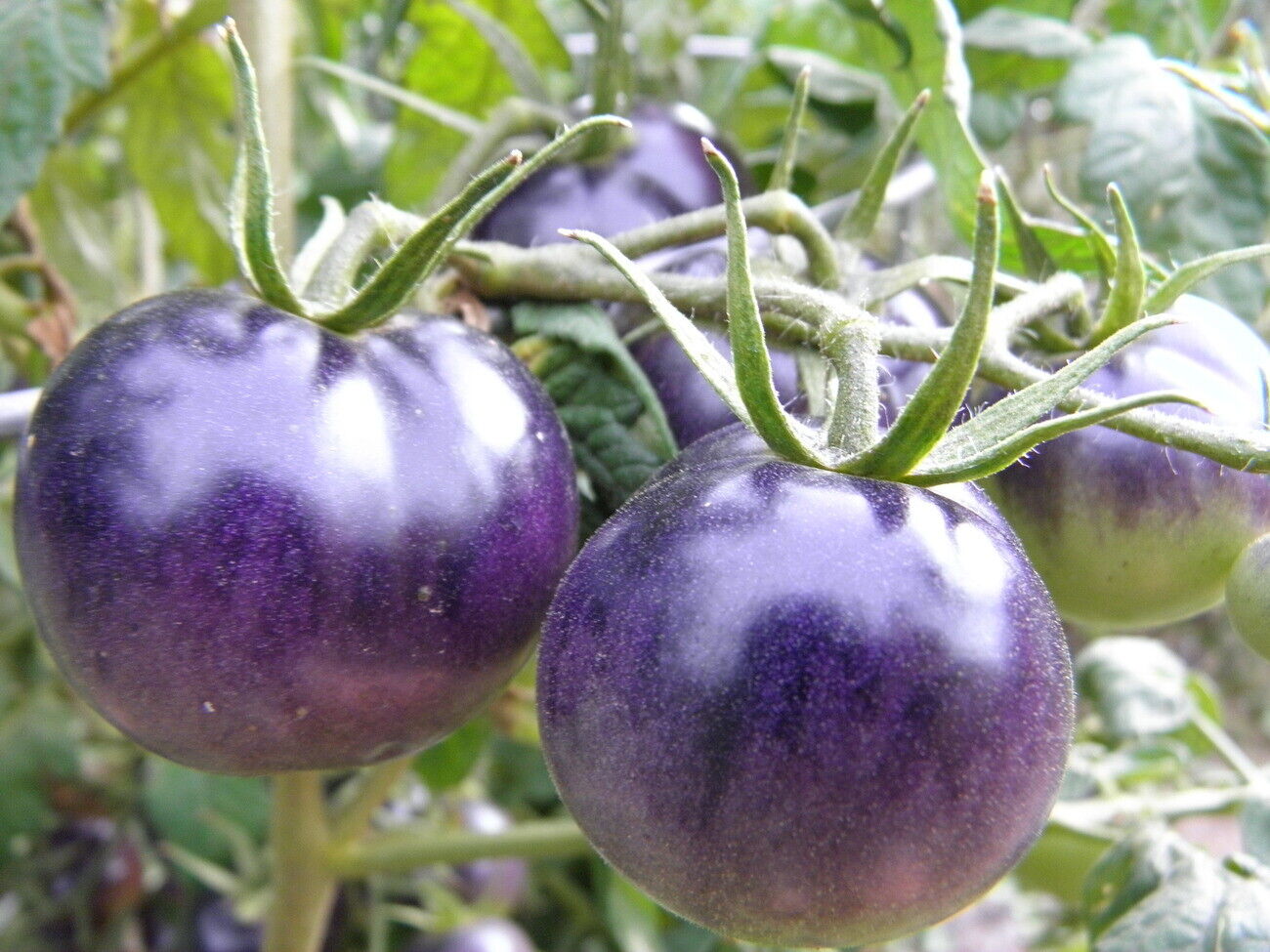 Tomato " Blue  " Exotic 100 Vegetable Seeds