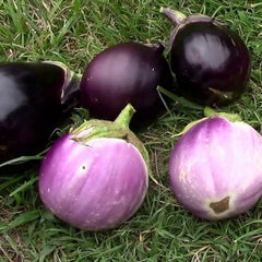 Eggplant 