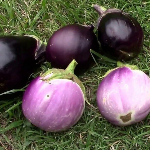 Eggplant 