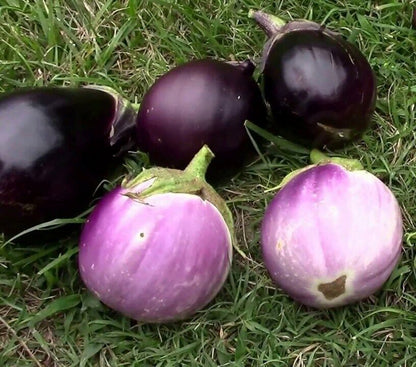 Eggplant " Round Mix  " Exotic 50 Vegetable Seeds